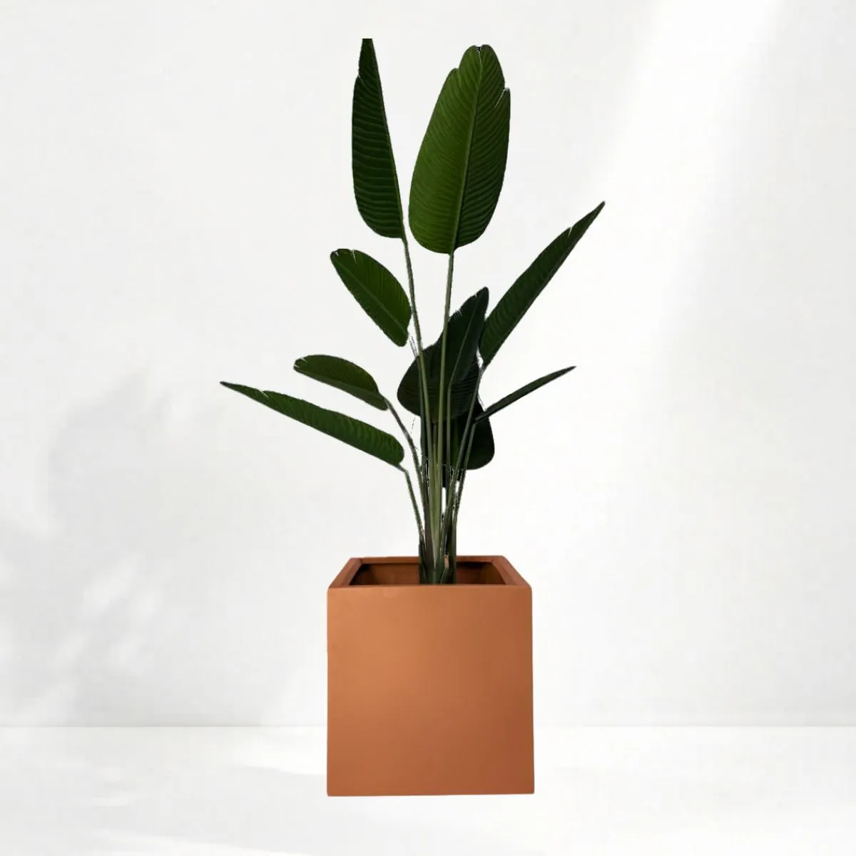 Maceta cubo en terracota con una planta